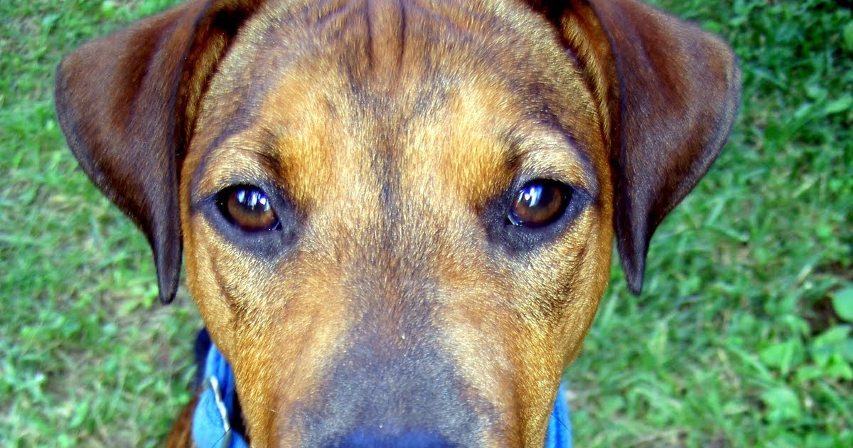 Natürlich MIT Hund&hellip;Hunde trainieren, begleiten und Spaß mit ihnen