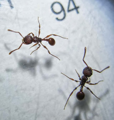 Workers of Pristomyrmex sp