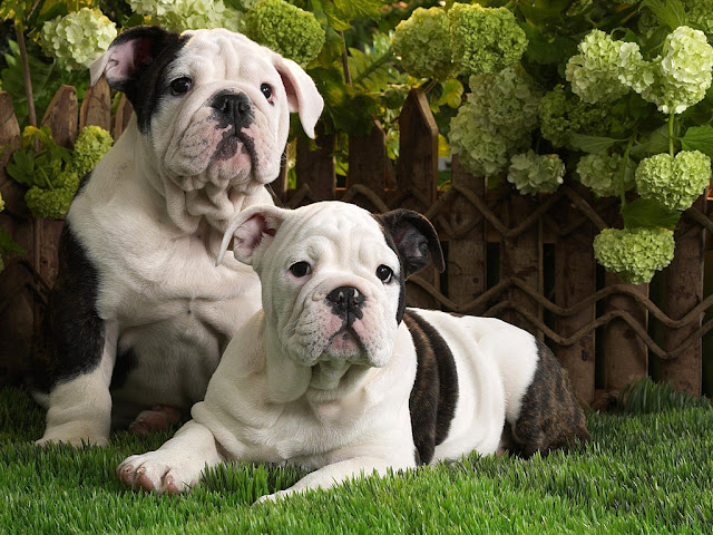 Top 17 Beautiful And Fabulous BULLDOG Wallpapers In HD