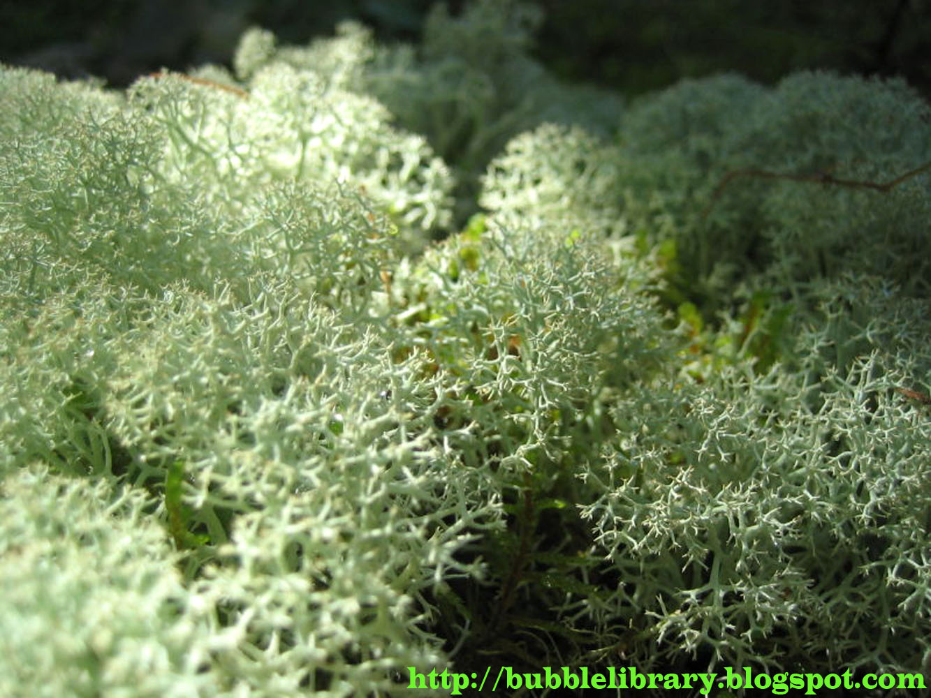 B u B b L e L i B R A R Y What is reindeer moss?