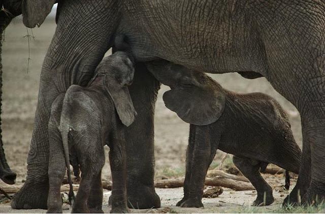 a female adult elephant is called what a female adult elephant is called what