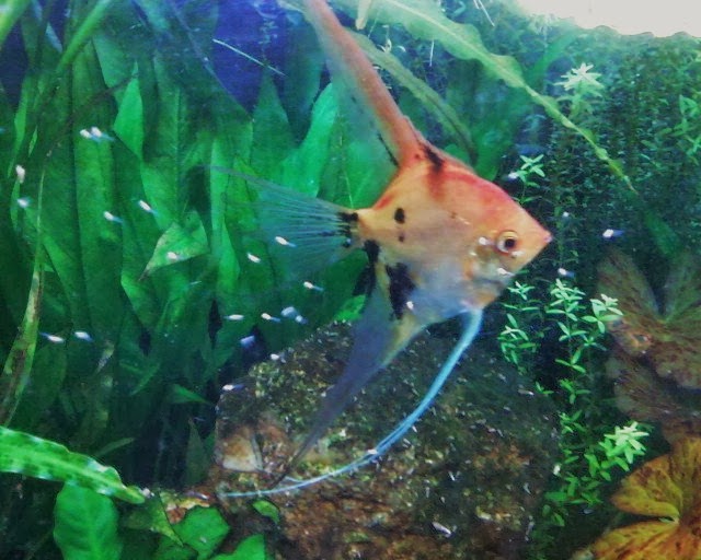 Pooka Monster: February 2014