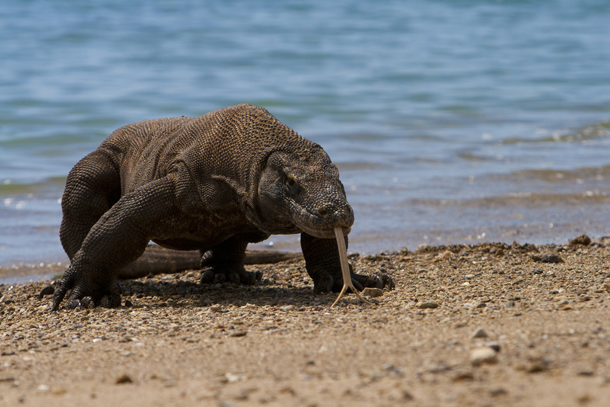 Curiosidades animais: Eu sou um dragão-de-komodo