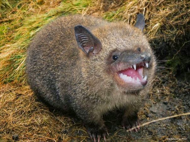 Photoshopでキメラを描くアーティスト