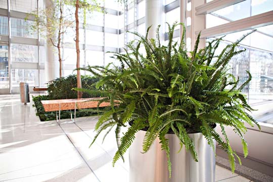 Beautiful-interior-office-plants-from-Phillips