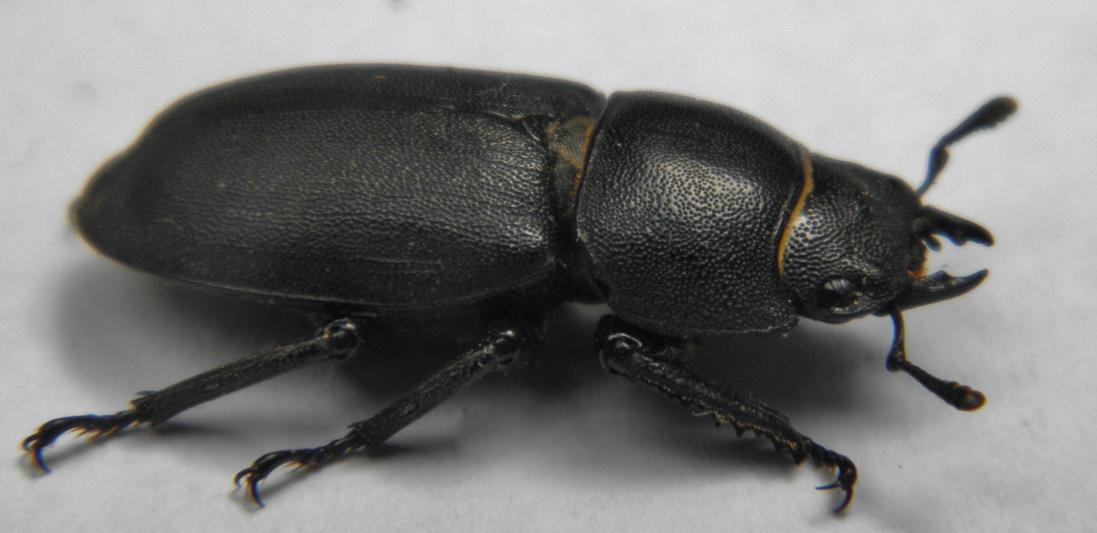 Natur des Weiltales Die Käfer Weilmünsters Februar 2012