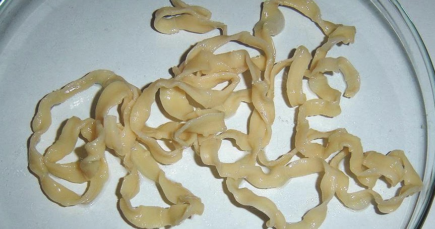 Os vermes são mortos com antibióticos