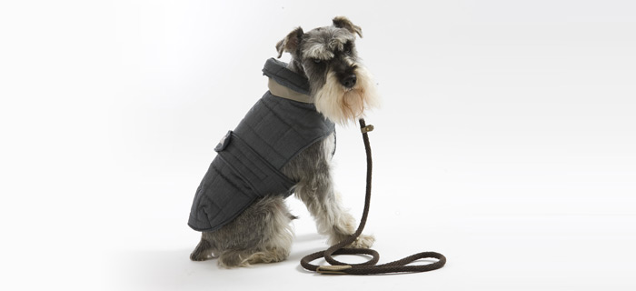 club monaco dog sweater