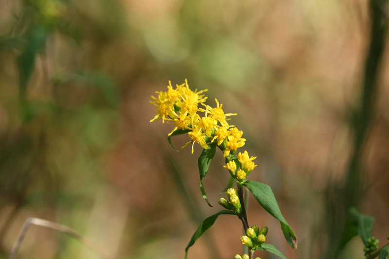 Native Florida Wildflowers Wreath Goldenrod Solidago caesia