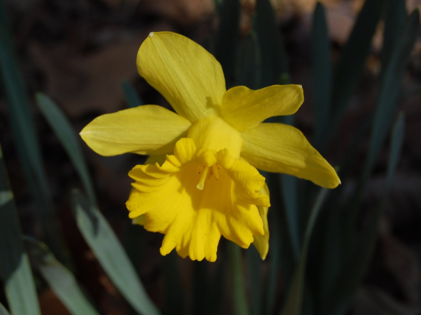 Brenda's "Texas Wild" Garden "King Arthur" Daffodil