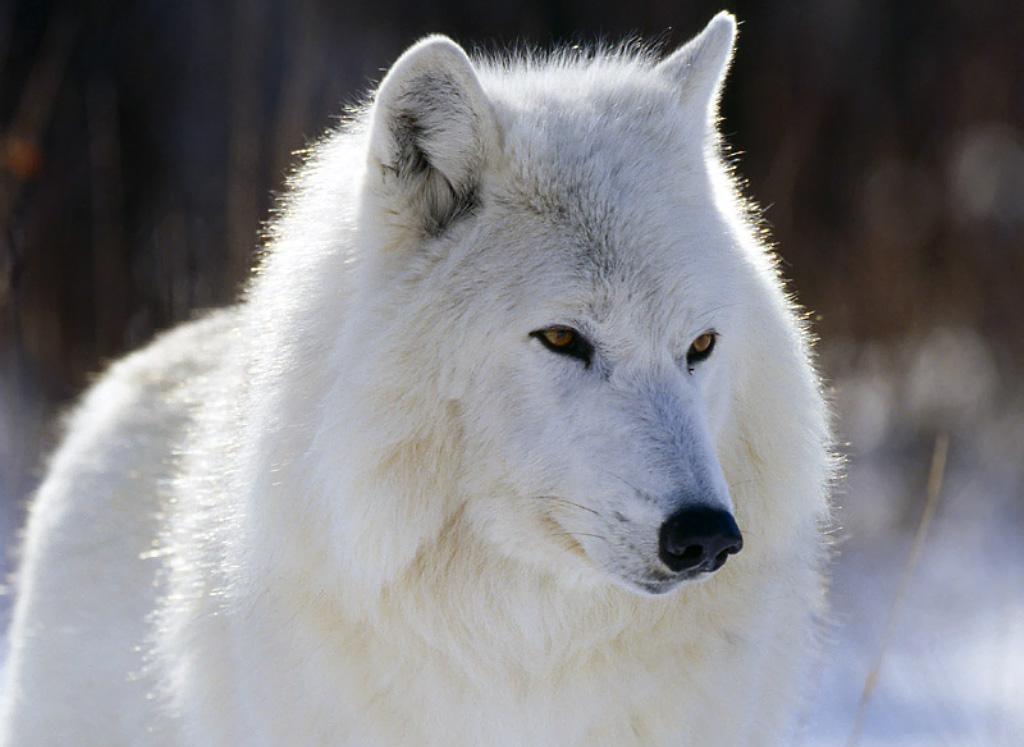 Featured image of post Fotos De Perfil De Lobos Blancos Corpi o power abrocha adelante loba by lupo importado 41027