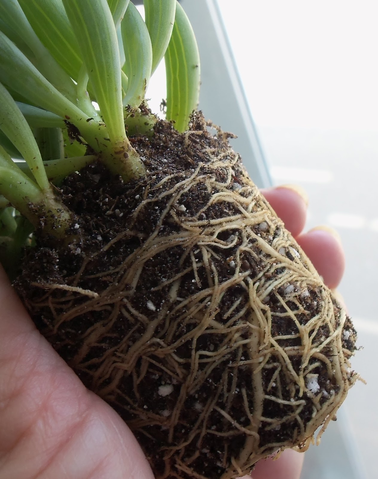 My Life Among the Lithops (and Other Strange Plants