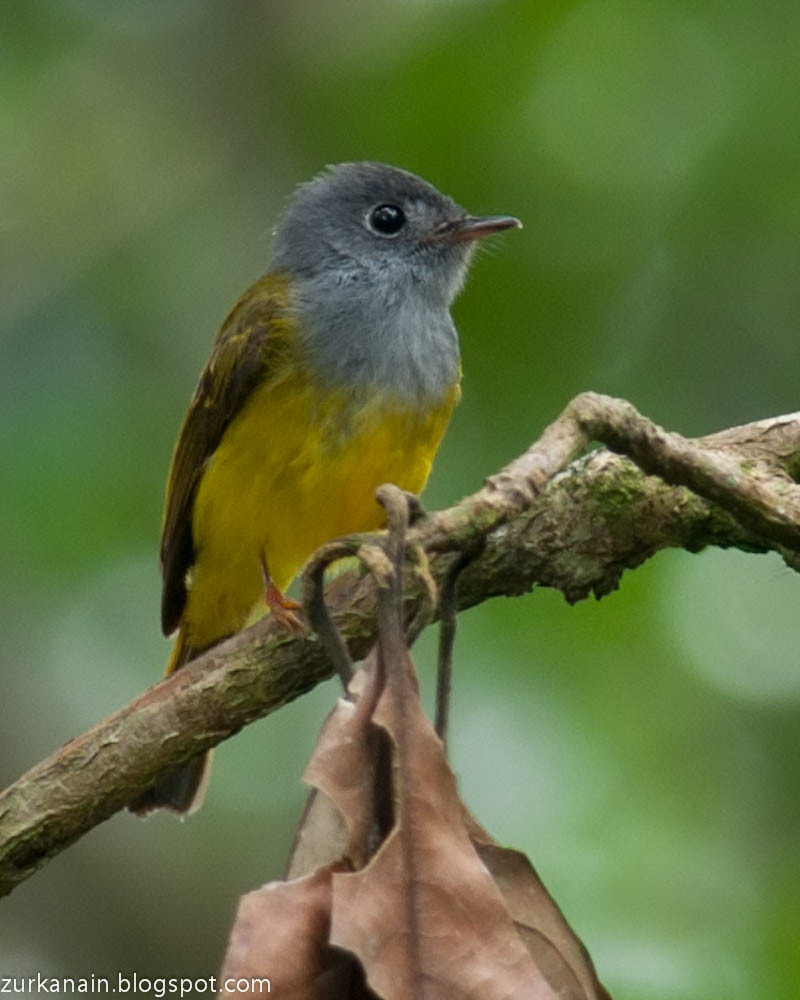 Grey Headed Canary Flycatcher - baltimoreaspoy