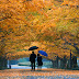 Les Feuilles Mortes