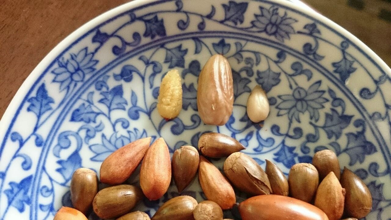 にゃごにゃの野草料理 カヤの実 スダジイ マテバシイの食べ比べ