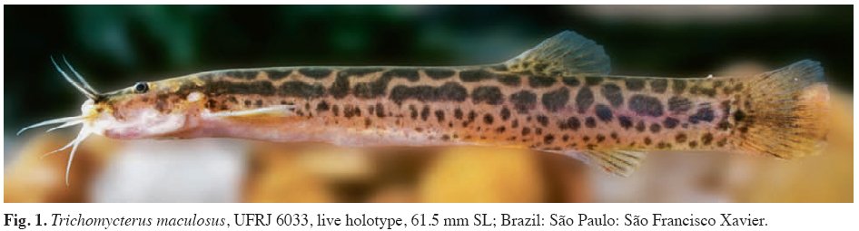 Species New to Science [Ichthyology • 2010] Trichomycterus maculosus