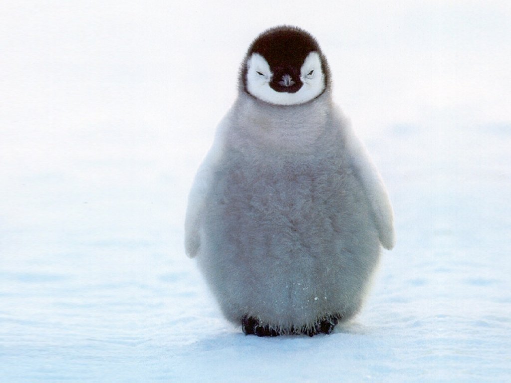 Animal-Penguin-13057.jpg