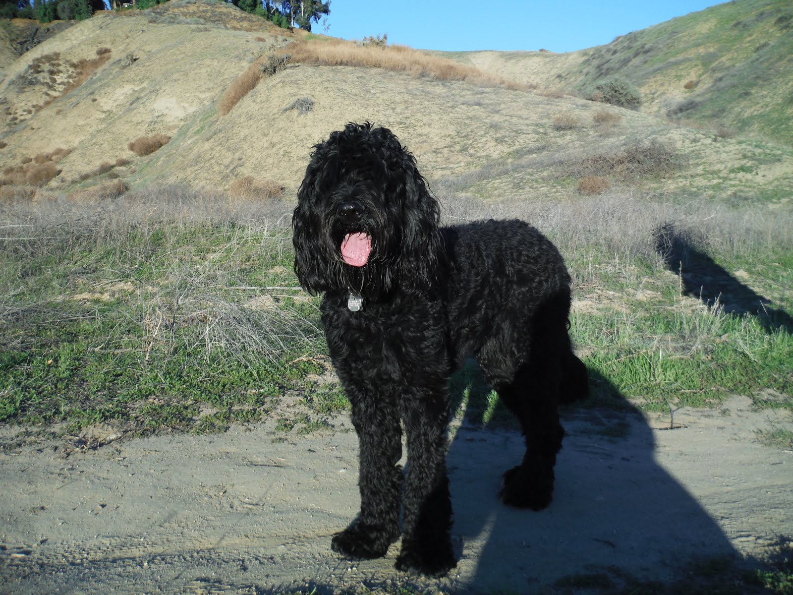 This is my dog Shadow.I named this blog after him