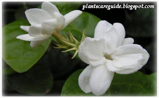 Caring for Jasmine Plant