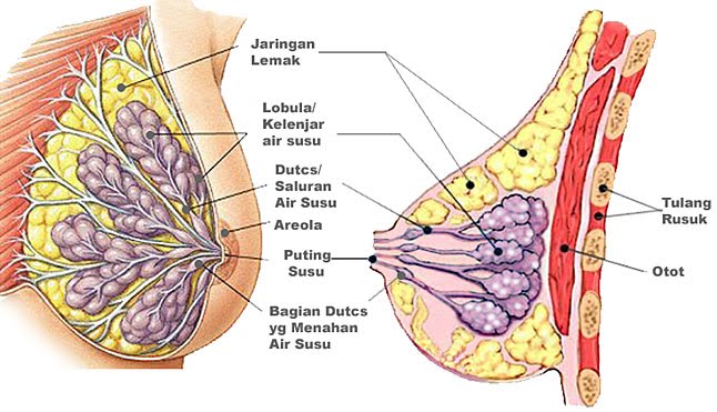 Artikel Dan Makalah Kesehatan Perubahan Anatomi Dan Adaptasi Fisiologis Payudara Pada Ibu Hamil Trimester I Ii Iii Artikel Dan Makalah Kesehatan Perubahan Anatomi Dan Adaptasi Fisiologis Payudara Pada Ibu Hamil Trimester I Ii Iii