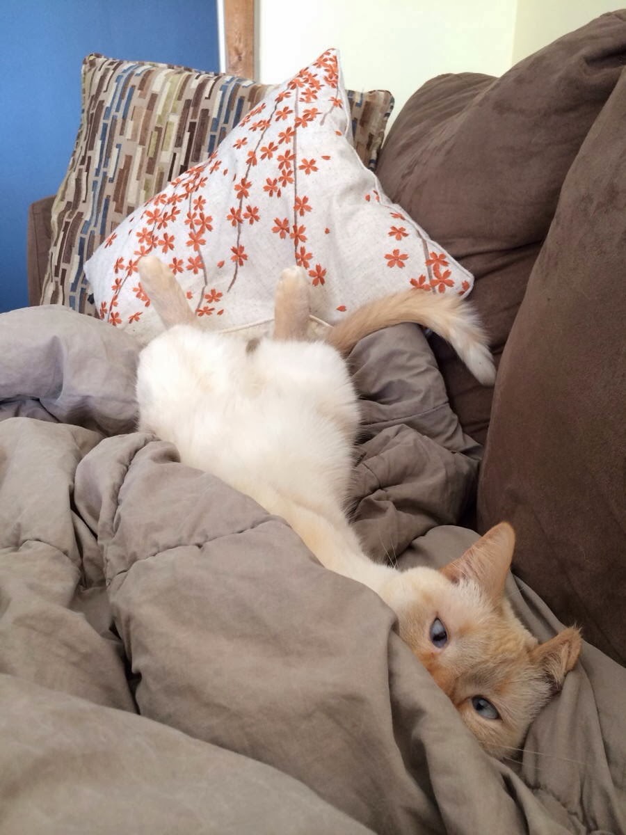 Funny cats - part 93 (40 pics + 10 gifs), cat playing on couch
