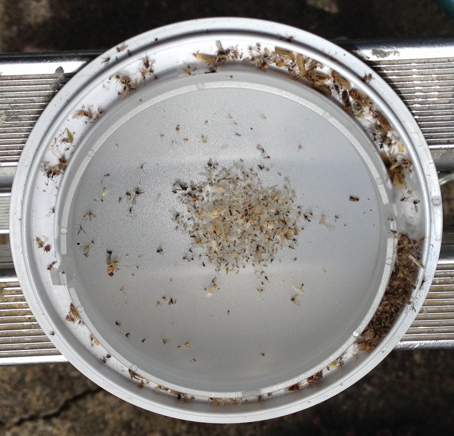 Energy Conservation How To 3000°K LEDs Do Attract Bugs