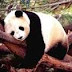 Por ataque de oso panda recibe compensación económica de 83.400 dólares un año después del suceso