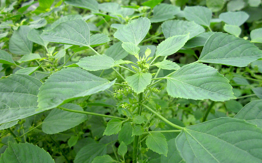 Herbal plants Sri Lanka Kuppameniya(Acalypha indica L).