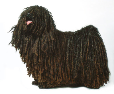 Puli Hungarian Puli