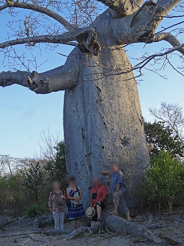 Adansonia