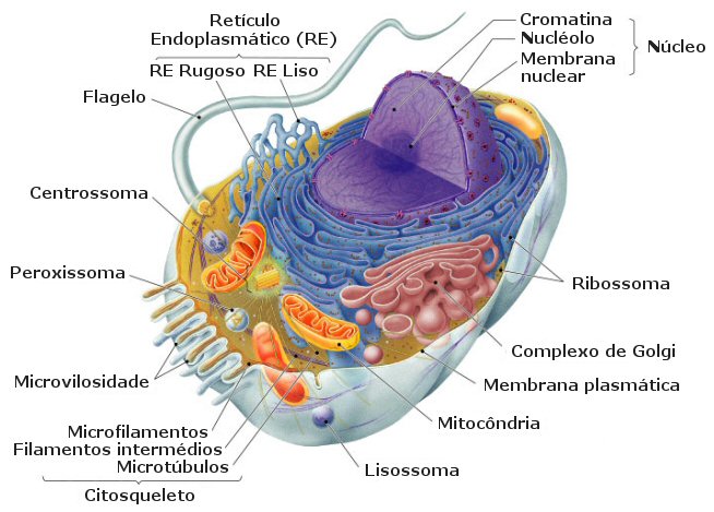 CUERPO HUMANO: DIBUJO DE LA CELULA Y SUS PARTES