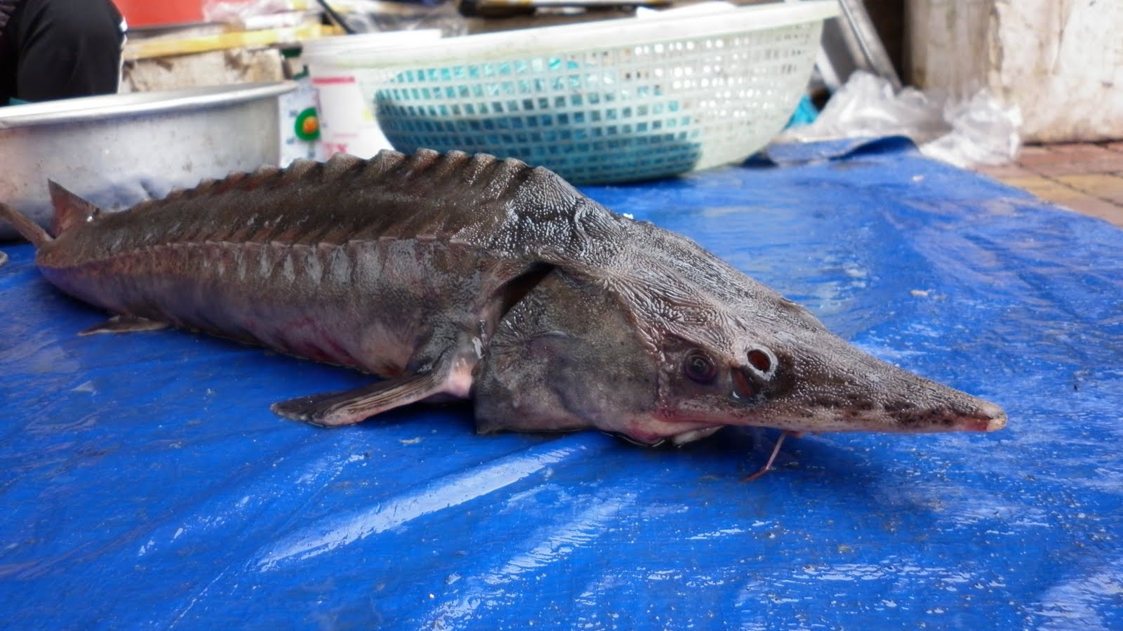 les poissons des rivieres africaines