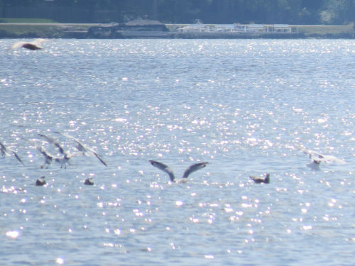 gulls landing