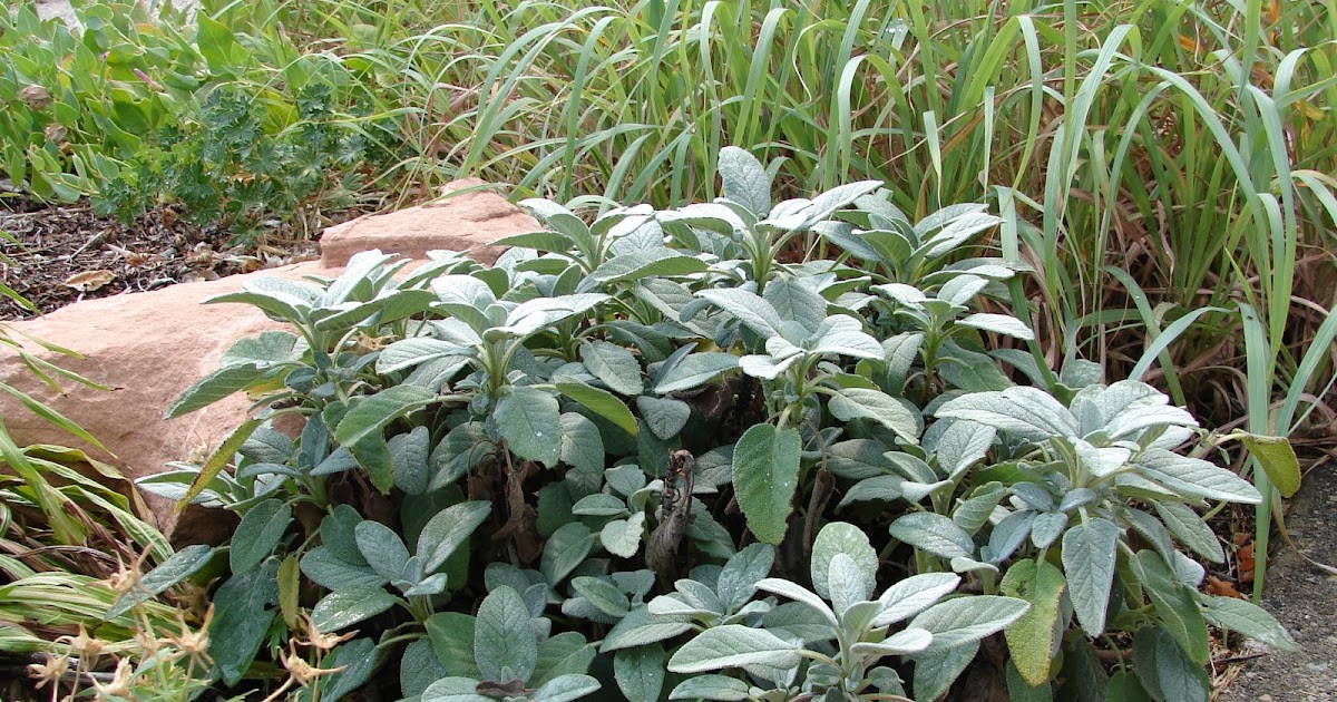 New Utah Gardener Should I Cut Back My Perennials In The Fall?