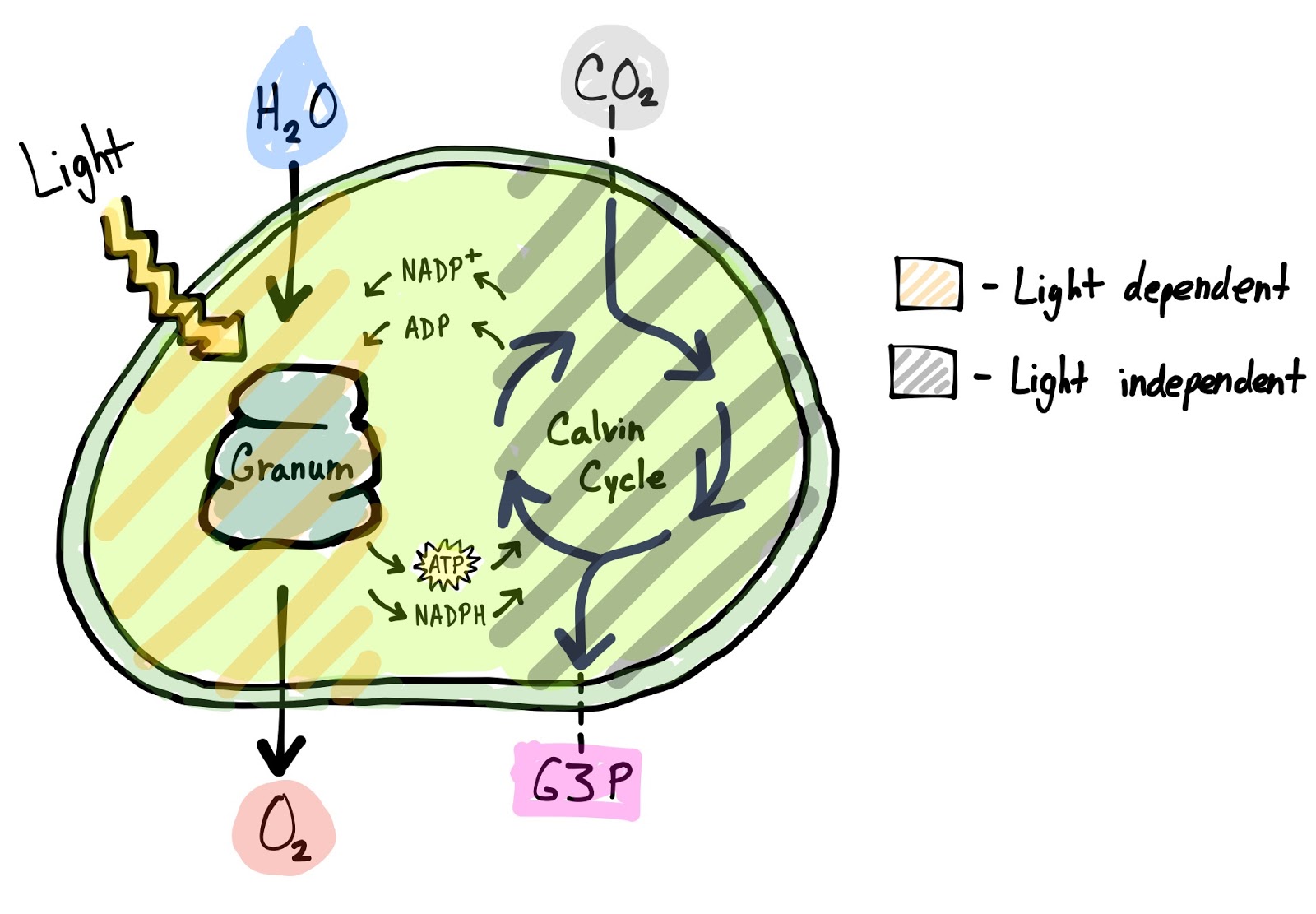 bi·ol·o·gy (bīˈäləjē) November 2015