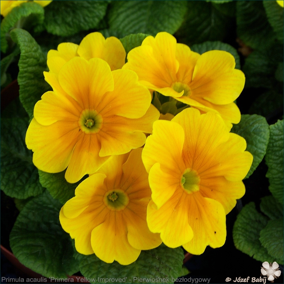 Primula acaulis (vulgaris) 'Primera Yellow Improved' - Pierwiosnek bezłodygowy