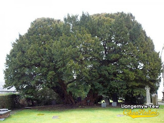 Llangyerw Yew