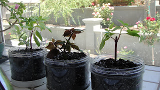 growing herbs by window