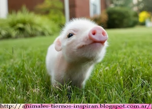 Animales Divertidos Y Tiernos - Taringa!
