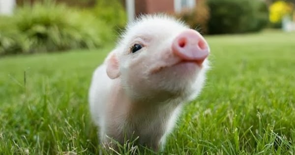 Animales Tiernos Inspiran: animales tiernos divertidos