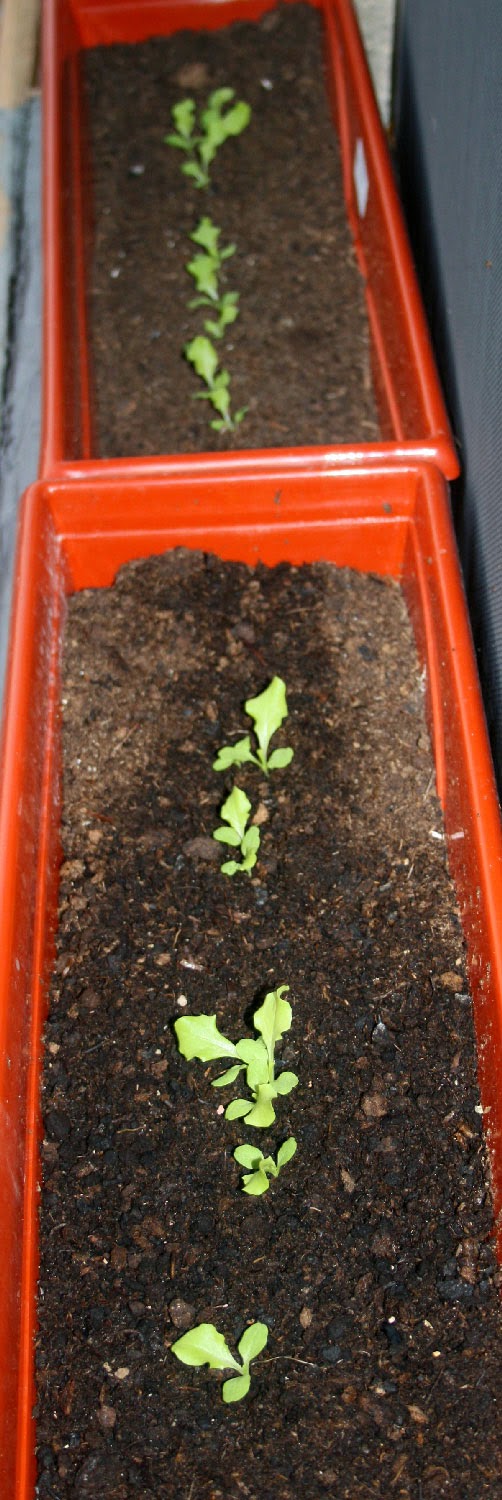 Lettuce yes! Lettuce yes!