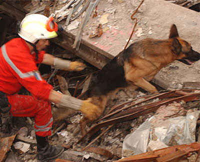 dog rescue