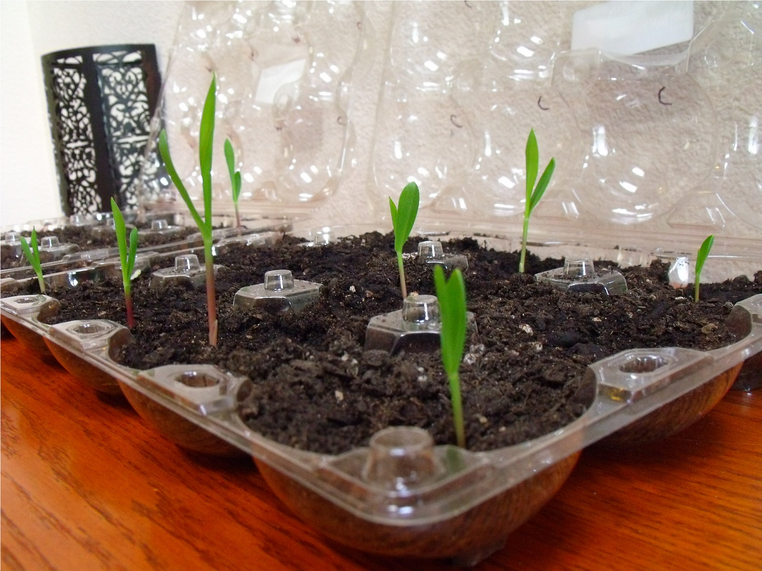 Clever, Crafty, Cookin' Mama Recycled Costco Planters