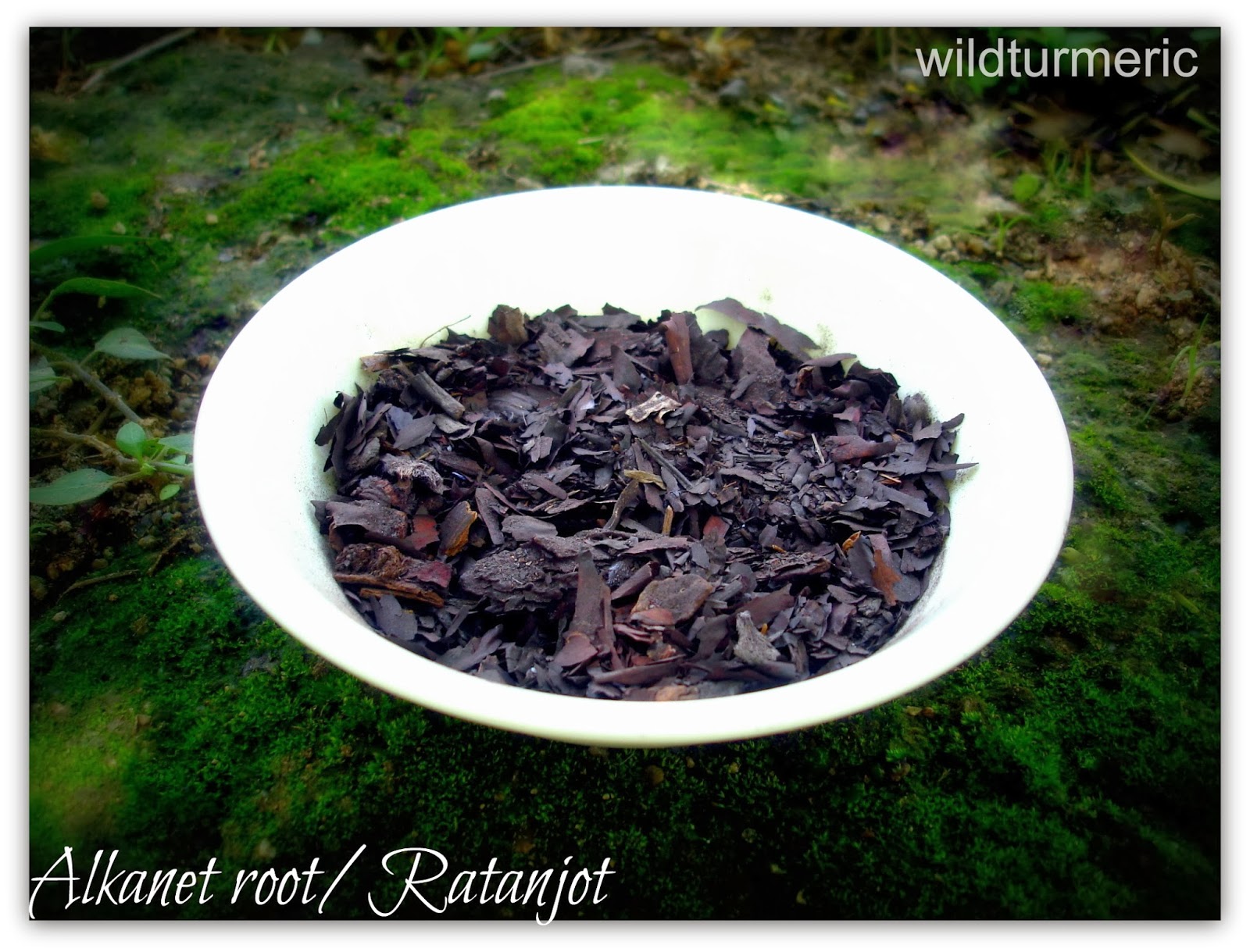 Ratanjot Hair Oil Recipe / Alkanet Root Hair Oil - Wildturmeric