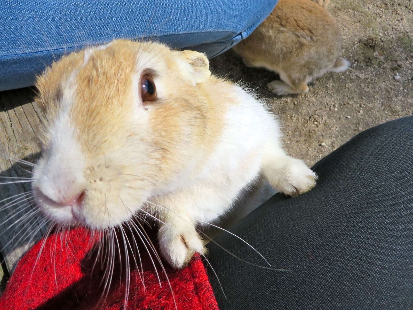 Okunoshima Rabbit Island Okunoshima Rabbit Island