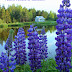 Picnic Style Tea among the Lupins