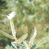Great Grey Shrike - Pantmaenog