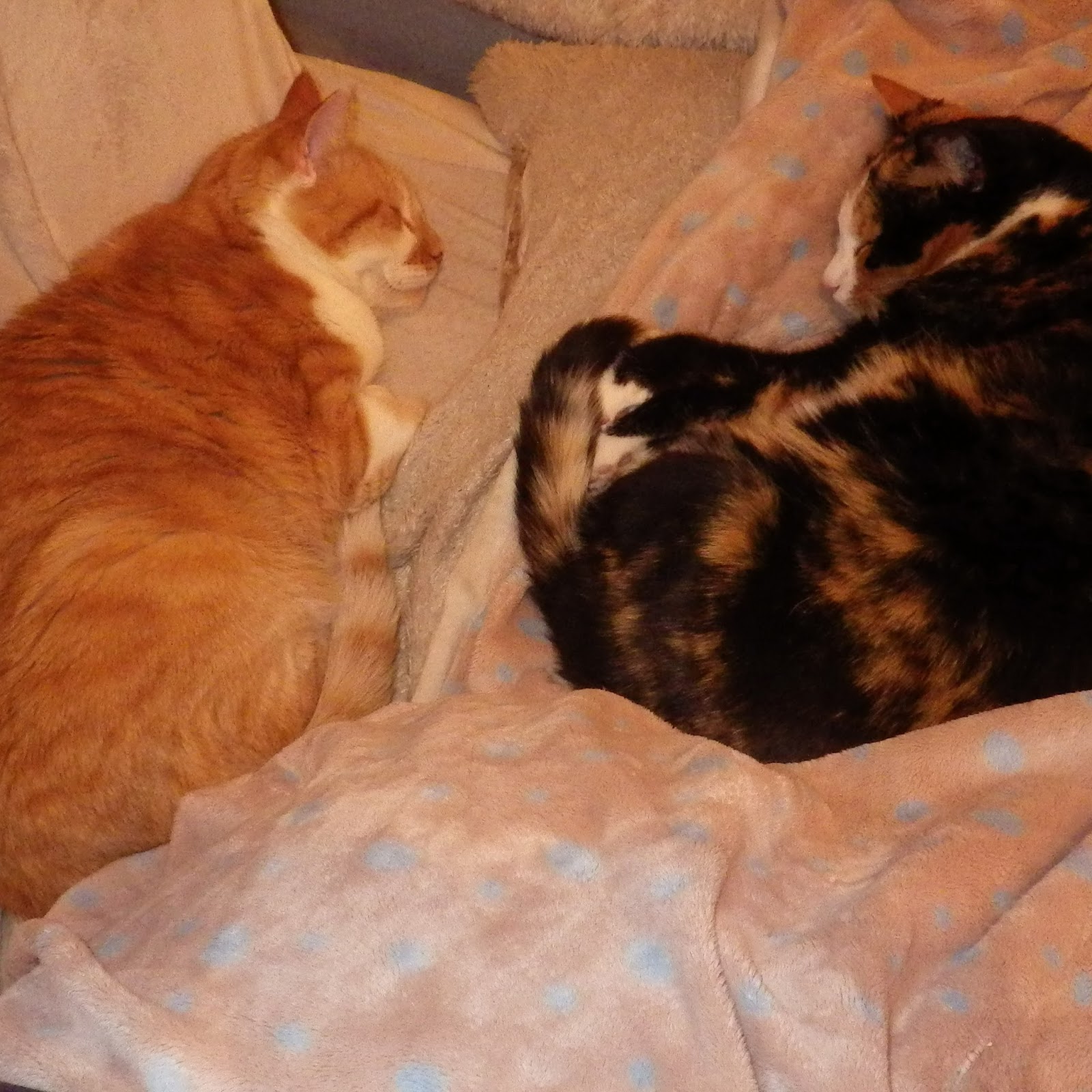 Kuchen Hilfe Es Kommt Besuch — Rezepte Suchen