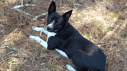 Farm Dog