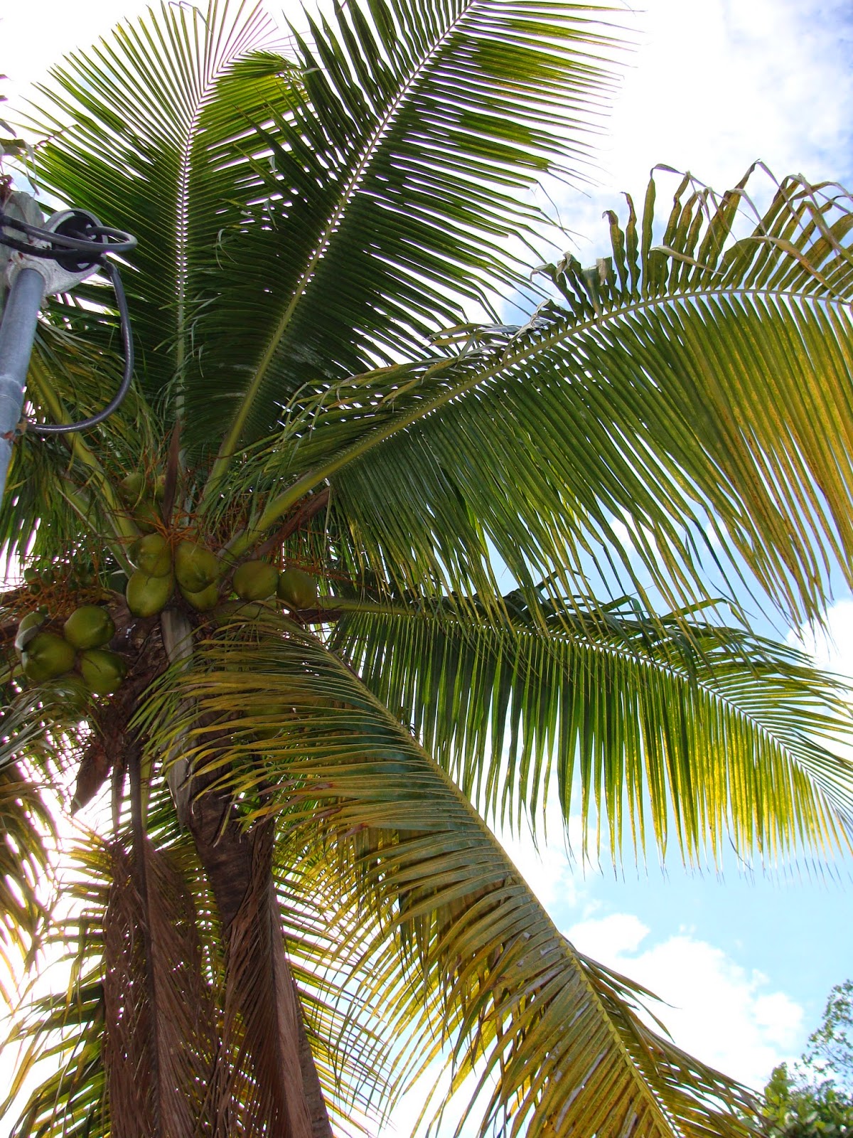 THE SIMMONS SAGA Legendary Coconut Tree in Key Largo, Fl.